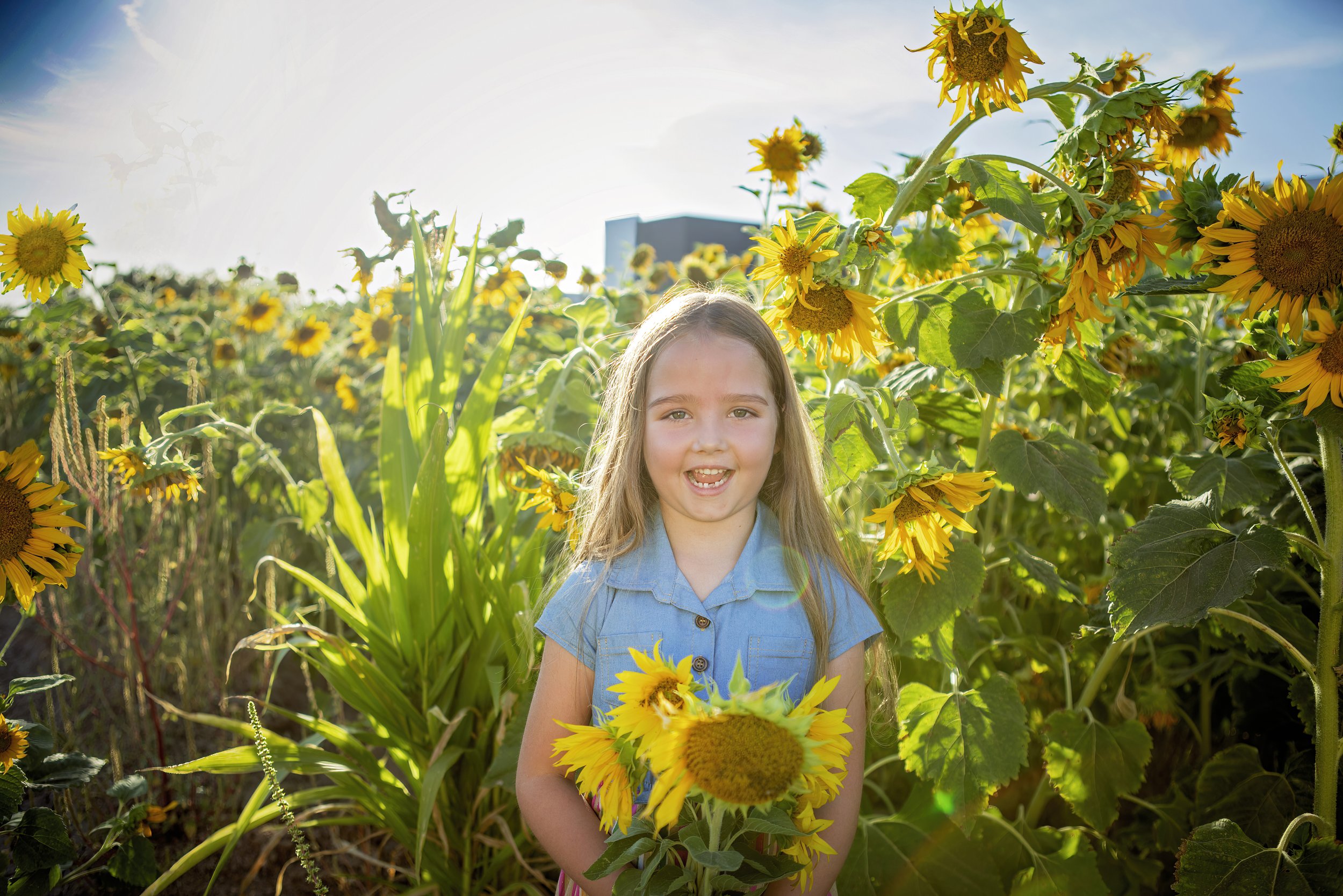 Mortimer Farms sunflower festival — Phoenix Arizona Photographer